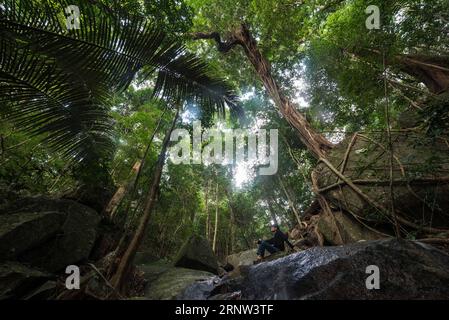 (171202) -- HAIKOU, Dec. 2, 2017 -- A member of Hainan gibbon monitoring team working in the Bawangling National Nature Reserve in Changjiang, south China s Hainan Province, Oct. 26, 2017. The Hainan gibbon, or Nomascus Hainanus, is the world s rarest primate, and probably rarest mammal species. Once numbered around 2,000 in the 1950s, they underwent a sharp decline in the late 20th century largely due to habitat loss and hunting. Typically living in rainforest trees over 10 meters tall, the Hainan black crested gibbon (Nomascus hainanus), with long arms and legs but no tail, rarely sets foot Stock Photo