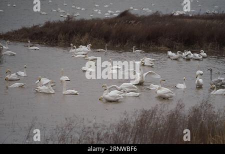 (171212) -- SANMENXIA, Dec. 12, 2017 -- White swans are seen at a wetland in Sanmenxia, central China s Henan Province, Dec. 12, 2017. Every year, the migratory swans come from Siberia to spend the winter here. ) (lb) CHINA-HENAN-SANMENXIA-SWAN (CN) GuxLilin PUBLICATIONxNOTxINxCHN Stock Photo