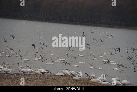 (171212) -- SANMENXIA, Dec. 12, 2017 -- Birds are seen at a wetland in Sanmenxia, central China s Henan Province, Dec. 12, 2017. Every year, the migratory swans come from Siberia to spend the winter here. ) (lb) CHINA-HENAN-SANMENXIA-SWAN (CN) GuxLilin PUBLICATIONxNOTxINxCHN Stock Photo