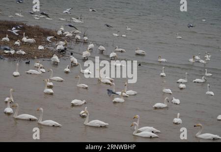 (171212) -- SANMENXIA, Dec. 12, 2017 -- White swans are seen at a wetland in Sanmenxia, central China s Henan Province, Dec. 12, 2017. Every year, the migratory swans come from Siberia to spend the winter here. ) (lb) CHINA-HENAN-SANMENXIA-SWAN (CN) GuxLilin PUBLICATIONxNOTxINxCHN Stock Photo