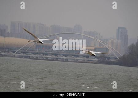 (171212) -- SANMENXIA, Dec. 12, 2017 -- White swans fly at a wetland in Sanmenxia, central China s Henan Province, Dec. 12, 2017. Every year, the migratory swans come from Siberia to spend the winter here. ) (lb) CHINA-HENAN-SANMENXIA-SWAN (CN) GuxLilin PUBLICATIONxNOTxINxCHN Stock Photo