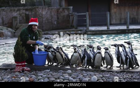 (171214) -- LONDON, Dec. 14, 2017 -- A zookeeper feeds penguins near a Christmas tree and presents during a photocall of animals enjoying festive treats at Zoological Society of London in London, Britain on Dec. 14, 2017. ) (zjy) BRITAIN-LONDON-ZOO-CHRISTMAS TREAT HanxYan PUBLICATIONxNOTxINxCHN Stock Photo