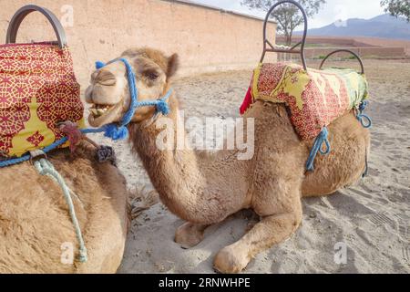 Marrakech, Morocco - 22 Feb, 2023: Dromedary camels ready to carry tourists on rides into the Agafay desert Stock Photo