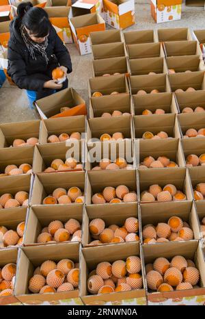 (171226) -- YICHANG, Dec. 26, 2017 -- A staff member of an online store packages navel oranges in Zigui County, central China s Hubei Province, Dec. 25, 2017. Zigui County has developd over 3,000 e-commerce enterprises which help the annual sales amount of navel oranges reaching 80,000 tones. ) (lx) CHINA-HUBEI-NAVEL ORANGE(CN) ZhengxJiayu PUBLICATIONxNOTxINxCHN Stock Photo