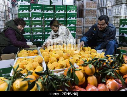 (171226) -- YICHANG, Dec. 26, 2017 -- Staff members of an online store package navel oranges in Zigui County, central China s Hubei Province, Dec. 25, 2017. Zigui County has developd over 3,000 e-commerce enterprises which help the annual sales amount of navel oranges reaching 80,000 tones. ) (lx) CHINA-HUBEI-NAVEL ORANGE(CN) ZhengxJiayu PUBLICATIONxNOTxINxCHN Stock Photo