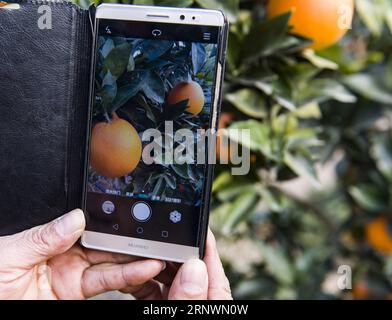 (171226) -- YICHANG, Dec. 26, 2017 -- A staff member of an online store takes a photo of navel oranges in Zigui County, central China s Hubei Province, Dec. 25, 2017. Zigui County has developd over 3,000 e-commerce enterprises which help the annual sales amount of navel oranges reaching 80,000 tones. ) (lx) CHINA-HUBEI-NAVEL ORANGE(CN) ZhengxJiayu PUBLICATIONxNOTxINxCHN Stock Photo