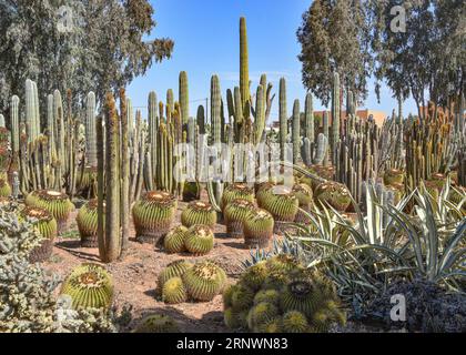 Marrakech, Morocco - Feb 25, 2023: Colourful cactus species growing at the Cactus  Thiemann botanical gardens Stock Photo - Alamy