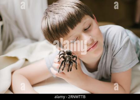 spider is crawling on arm. Simmwall Halloween. terrible female Tarantula. Stock Photo