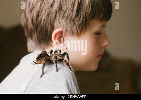 Tarantula spider on boy's shoulder. Scary pet Brachypelma albopilosum plays with child. Caring for animals at home. Arachnophobia. Stock Photo
