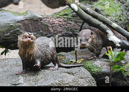 (180111) -- SINGAPORE, Jan. 11, 2018 -- Two Asian small-clawed otter babies are seen during a media tour of newborn animals at the Singapore Zoo on Jan. 11, 2018. The animals under the care of the Wildlife Reserves Singapore (WRS) gave birth to over 540 babies in 2017. ) (djj) SINGAPORE-ZOO-NEWBORN ANIMALS ThenxChihxWey PUBLICATIONxNOTxINxCHN Stock Photo