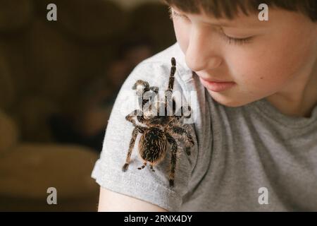 Tarantula spider stretches paw to child's face. brave boy plays with huge spider Brachypelma albopilosum. Treatment of arachnophobia Stock Photo