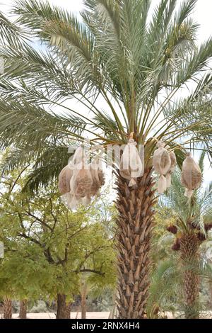 Yuma, AZ USA. 3/14/2023.  Martha’s Gardens Medjool Date Farm was founded in 1990 by Nels Rogers and his wife Martha. Stock Photo