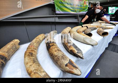 (180112) -- BANGKOK, Jan. 12, 2018 -- Thai customs officers display confiscated African elephant tusks after a press conference at the Customs Department in Bangkok, Thailand, Jan. 12, 2018. Thai authorities have seized 34 pieces of smuggled ivory, weighing about 148 kilograms with an estimated value of 15 million Thai baht (about 3.03 million RMB). )(zf) THAILAND-BANGKOK-IVORY-ELEPHANT-TUSK-SEIZURE RachenxSageamsak PUBLICATIONxNOTxINxCHN Stock Photo