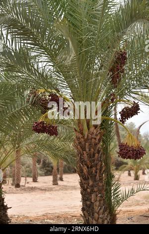 Yuma, AZ USA. 3/14/2023.  Martha’s Gardens Medjool Date Farm was founded in 1990 by Nels Rogers and his wife Martha. Stock Photo