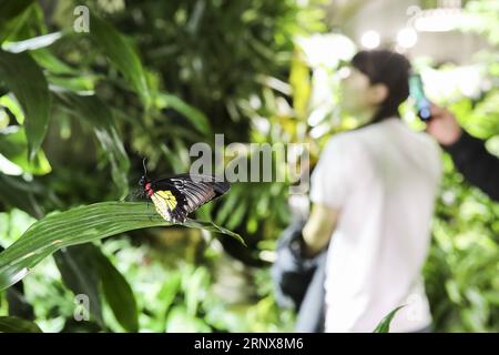 (180117) -- NEW YORK, Jan. 17, 2018 -- A butterfly is seen at the exhibition the Butterfly Conservatory in the American Museum of Natural History in New York, the United States, on Jan. 17, 2018. The Butterfly Conservatory is an annual seasonal exhibition at the American Museum of Natural History, inviting visitors to mingle with up to 500 fluttering and iridescent butterflies among blooming tropical flowers and lush green vegetation. ) U.S.-NEW YORK-EXHIBITION-THE BUTTERFLY CONSERVATORY WangxYing PUBLICATIONxNOTxINxCHN Stock Photo