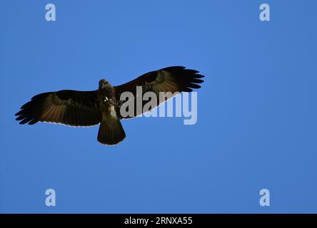 White-eyed buzzard - Butastur teesa Stock Photo