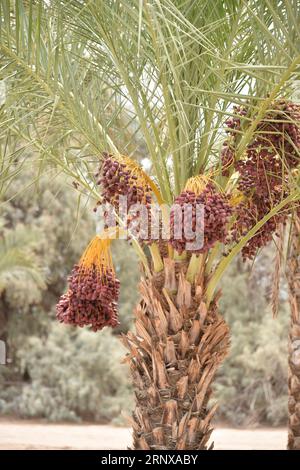 Yuma, AZ USA. 3/14/2023.  Martha’s Gardens Medjool Date Farm was founded in 1990 by Nels Rogers and his wife Martha. Stock Photo