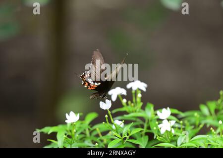 The Common Mormon butterfly - Papilio polytes Stock Photo