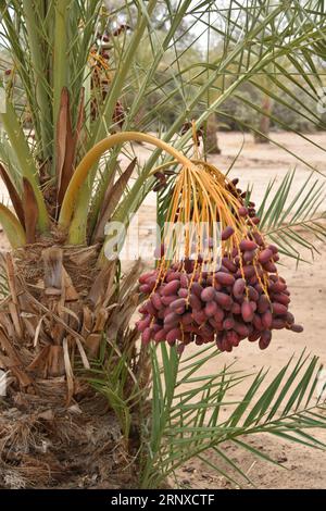 Yuma, AZ USA. 3/14/2023.  Martha’s Gardens Medjool Date Farm was founded in 1990 by Nels Rogers and his wife Martha. Stock Photo