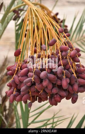 Yuma, AZ USA. 3/14/2023.  Martha’s Gardens Medjool Date Farm was founded in 1990 by Nels Rogers and his wife Martha. Stock Photo