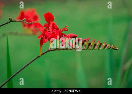 Natural background in summer garden with flowers Stock Photo