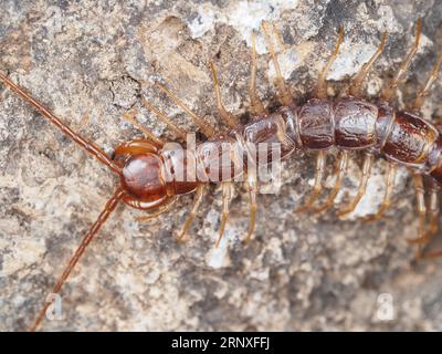 Lithobiomorpha - stone centipede - in Crater Lake National Park, Oregon, USA Stock Photo