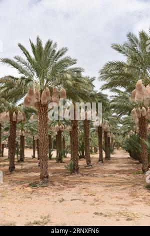 Yuma, AZ USA. 3/14/2023.  Martha’s Gardens Medjool Date Farm was founded in 1990 by Nels Rogers and his wife Martha. Stock Photo