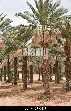 Yuma, AZ USA. 3/14/2023.  Martha’s Gardens Medjool Date Farm was founded in 1990 by Nels Rogers and his wife Martha. Stock Photo