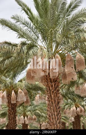 Yuma, AZ USA. 3/14/2023.  Martha’s Gardens Medjool Date Farm was founded in 1990 by Nels Rogers and his wife Martha. Stock Photo