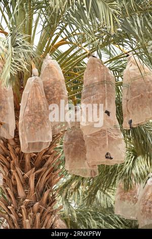 Yuma, AZ USA. 3/14/2023.  Martha’s Gardens Medjool Date Farm was founded in 1990 by Nels Rogers and his wife Martha. Stock Photo