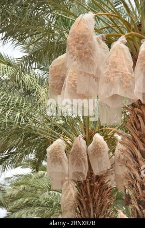 Yuma, AZ USA. 3/14/2023.  Martha’s Gardens Medjool Date Farm was founded in 1990 by Nels Rogers and his wife Martha. Stock Photo