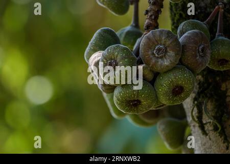 Elephant ear fig organic fruits on a fig tree in Kerala Stock Photo