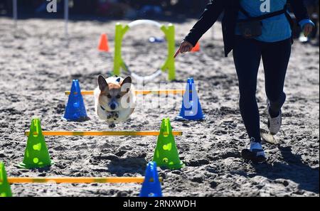 (180214) -- BEIJING, Feb. 14, 2018 -- A dog runs in a race in San Francisco, the United States, Oct. 21, 2017. Dogs are commonly hailed as human s best friend , and assist people in many ways. Let s review the moments brought by dogs to greet the approaching Chinese Lunar Year of the Dog. The Chinese Lunar New Year, also known as the Spring Festival, falls on Feb. 16 this year. This year s celebration will usher in the Year of the Dog. The dog comes 11th in the 12-animal zodiac rotation used by the Chinese to represent the year. ) (ly/ry) CHINA-DOG OF YEAR-APPROACHING (CN) WuxXiaoling PUBLICAT Stock Photo