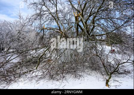 Large Manitoba Maple Tree collapses on shed from weight of ice from ice storm. Stock Photo
