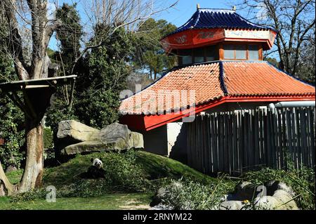 (180326) -- MADRID, March 26, 2018 -- Giant panda Bing Xing enjoys his meal at the Zoo Aquarium in Madrid, Spain, March 22, 2018. The year of 2018 is the 40th anniversary of the first arrival of Chinese giant pandas to Spain. ) (psw) SPAIN-MADRID-ZOO AQUARIUM-CHINA-GIANT PANDA GuoxQiuda PUBLICATIONxNOTxINxCHN Stock Photo