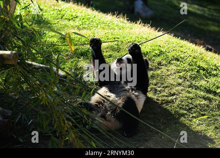 (180326) -- MADRID, March 26, 2018 -- The baby panda Chulina eats bamboo at the Zoo Aquarium in Madrid, Spain, March 22, 2018. The year of 2018 is the 40th anniversary of the first arrival of Chinese giant pandas to Spain. ) (psw) SPAIN-MADRID-ZOO AQUARIUM-CHINA-GIANT PANDA GuoxQiuda PUBLICATIONxNOTxINxCHN Stock Photo