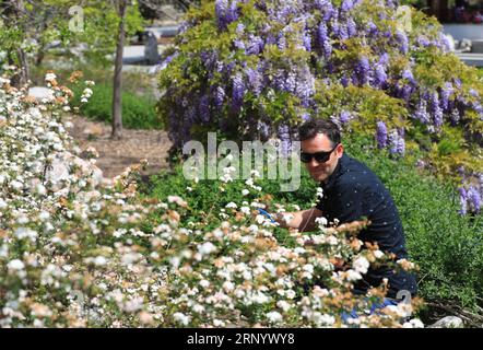 (180407) -- LOS ANGELES, April 7, 2018 -- A visitor appreciates flowers in the Chinese Garden at the Huntington Library, Art Collections and Botanical Gardens in Los Angeles, the United States, April 6, 2018. ) (yy) U.S.-LOS ANGELES-SPRING LixYing PUBLICATIONxNOTxINxCHN Stock Photo