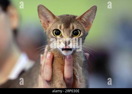 180414 -- BUCHAREST, April 14, 2018 -- A Devon Rex cat is seen during the SofistiCat feline beauty contest in Bucharest, Romania, April 14, 2018. The two-day contest kicked off here on Saturday.  ROMANIA-BUCHAREST-FELINE CONTEST CristianxCristel PUBLICATIONxNOTxINxCHN Stock Photo