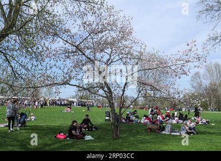 (180415) -- BERLIN, April 15, 2018 -- Visitors sit under cherry blossoms during the Cherry Blossom Festival at the Gardens of the World in eastern Berlin, Germany, on April 15, 2018. Around 25,000 visitors are expected to participate in the 12th Cherry Blossom Festival. ) GERMANY-BERLIN-CHERRY BLOSSOM FESTIVAL ShanxYuqi PUBLICATIONxNOTxINxCHN Stock Photo