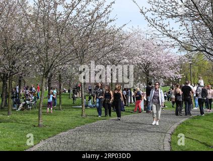 (180415) -- BERLIN, April 15, 2018 -- Visitors watch cherry blossoms during the Cherry Blossom Festival at the Gardens of the World in eastern Berlin, Germany, on April 15, 2018. Around 25,000 visitors are expected to participate in the 12th Cherry Blossom Festival. ) GERMANY-BERLIN-CHERRY BLOSSOM FESTIVAL ShanxYuqi PUBLICATIONxNOTxINxCHN Stock Photo