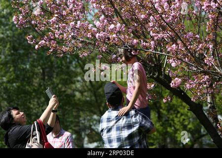 (180415) -- BUCHAREST, April 15, 2018 -- People enjoy the cherry blossom at Herastrau Park in Bucharest, Romania, on April 15, 2018. ) ROMANIA-BUCHAREST-CHERRY BLOSSOM GabrielxPetrescu PUBLICATIONxNOTxINxCHN Stock Photo