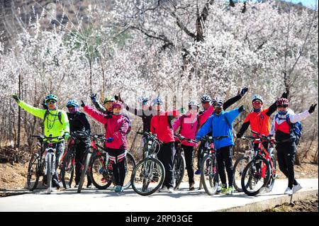 (180416) -- HOHHOT, April 16, 2018 -- Cyclists pose for a group photo in front of apricot flowers in Hohhot, capital of north China s Inner Mongolia Autonomous Region, April 16, 2018. ) (ry) CHINA-INNER MONGOLIA-SPRING SCENERY (CN) PengxYuan PUBLICATIONxNOTxINxCHN Stock Photo