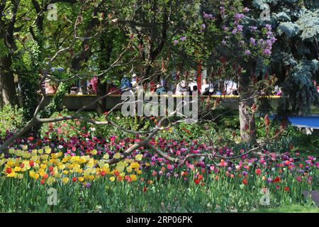 (180422) -- BUCHAREST, April 22, 2018 -- Photo taken on April 21, 2018 shows colorful tulips during the 41st Tulip Festival in Pitesti, northwest of Bucharest, capital of Romania. ) ROMANIA-PITESTI-TULIP FESTIVAL ChenxJin PUBLICATIONxNOTxINxCHN Stock Photo