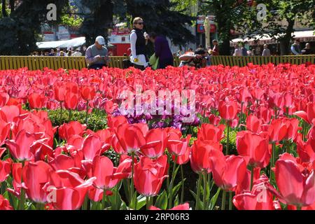 (180422) -- BUCHAREST, April 22, 2018 -- Photo taken on April 21, 2018 shows blooming tulips during the 41st Tulip Festival in Pitesti, northwest of Bucharest, capital of Romania. ) ROMANIA-PITESTI-TULIP FESTIVAL ChenxJin PUBLICATIONxNOTxINxCHN Stock Photo