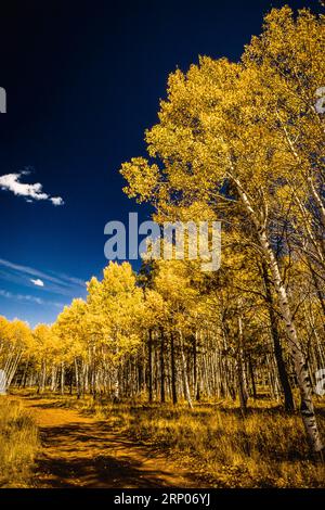 Fall Foliage Arizona Snow Bowl   Flagstaff, Arizona, USA Stock Photo