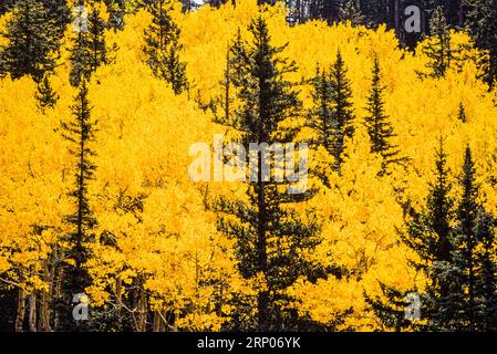 Fall Foliage Arizona Snow Bowl   Flagstaff, Arizona, USA Stock Photo