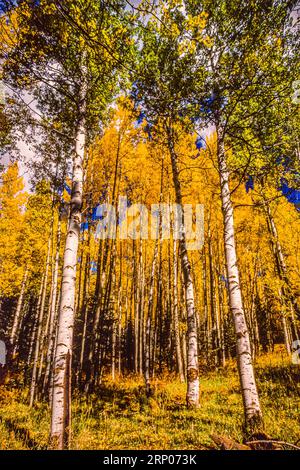 Fall Foliage Arizona Snow Bowl   Flagstaff, Arizona, USA Stock Photo