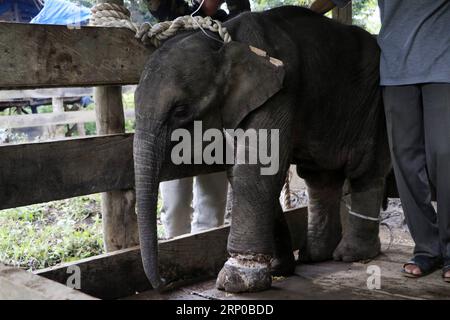 (180503) -- ACEH, May 3, 2018 -- Vets try to take care of a wounded Sumatran baby elephant in Aceh, Indonesia, May 3, 2018. ) (wtc) INDONESIA-ACEH-WOUNDED-SUMATRAN BABY ELEPHANT Junaidi PUBLICATIONxNOTxINxCHN Stock Photo