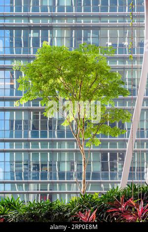 Lone tree in the Green Oasis high rise garden occupying floors 17 to 20 in the eco-friendly green building, CapitaSpring, 88 Market Street, Singapore Stock Photo
