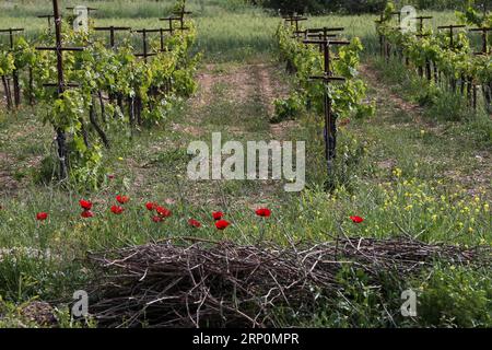 (180519) -- CORINTH, May 19, 2018 -- Photo taken on May 16, 2018, shows a vineyard in the Klimenti village of Corinth, some about 70 Km west of Athens, Greece. In the highlands of Corinth prefecture at the Peloponnese peninsula, just two hours from Athens, local agricultural small businesses turn to extroversion to survive the economic crisis. To go with Feature: Greek agricultural community more extrovert in seeking business opportunities. ) (dtf) GREECE-CORINTH-AGRICULTURAL-EXTROVERSION MariosxLolos PUBLICATIONxNOTxINxCHN Stock Photo